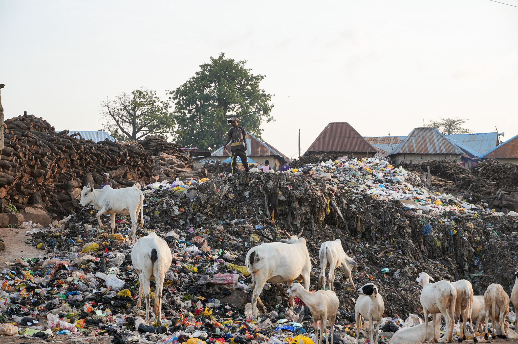 Cattle and goats feeding on the waste pile, a boy standing on top, roofs and a large tree behind